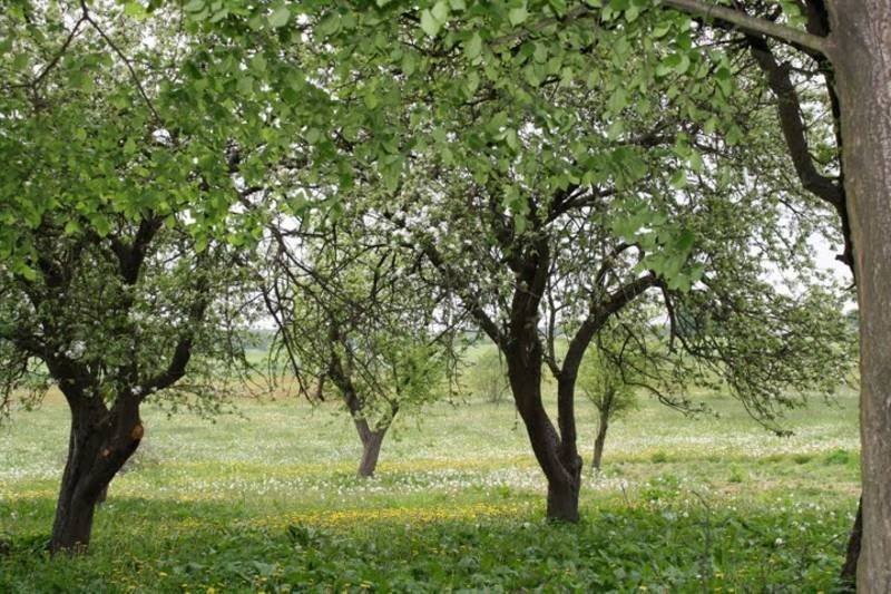 Agroturystyka u kwiatka — zdjęcie 3
