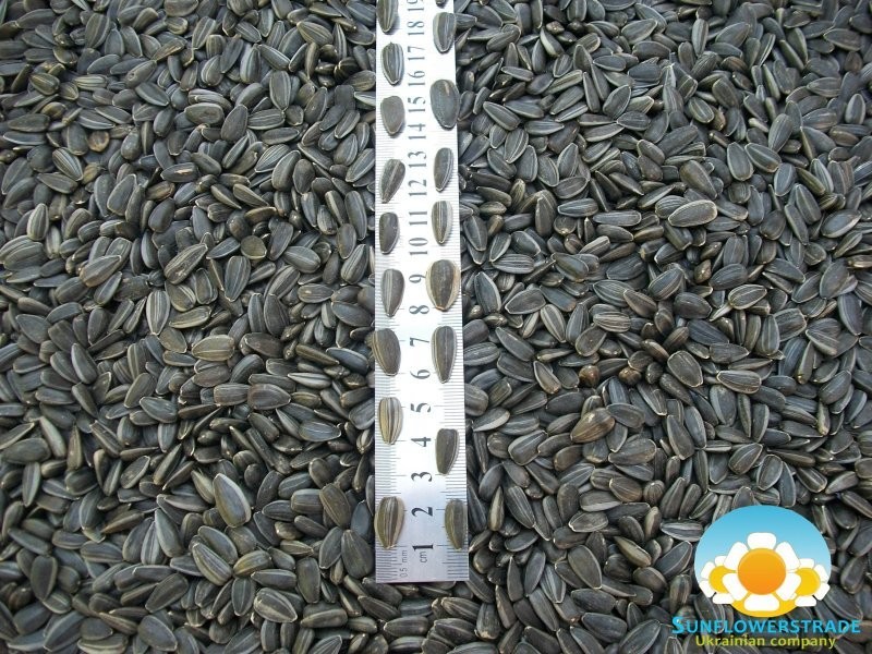 SELL SUNFLOWER SEEDS — zdjęcie 2