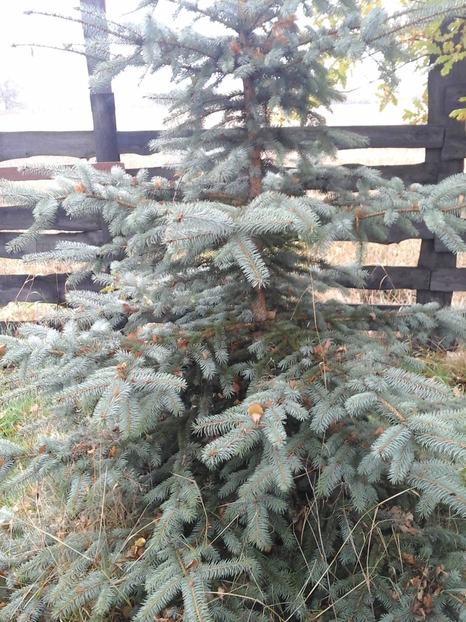 Świerk srebrny 1000szt. hurt 20zł/szt. 100cm-180cm
