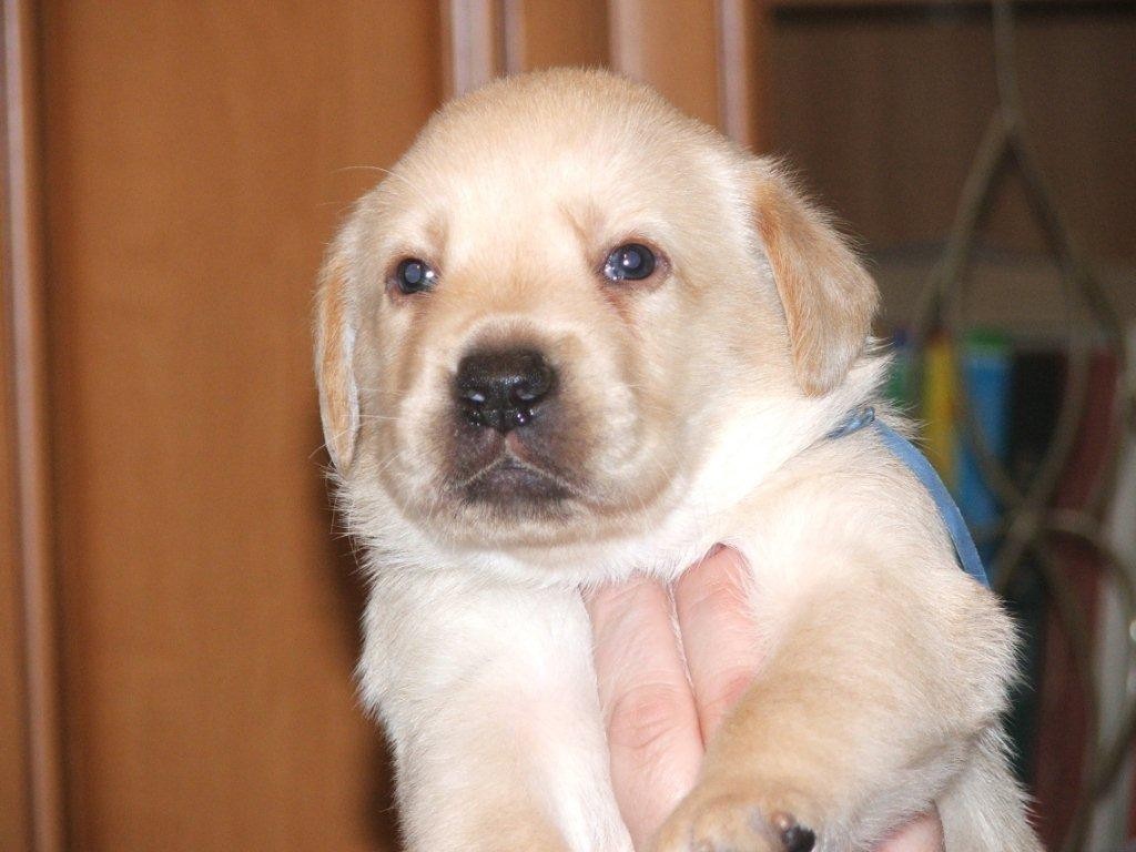 labrador biszkoptowe szczeniaki — zdjęcie 1