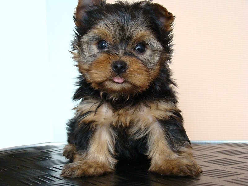 samców i samic yorkie szczenieta do przyjecia