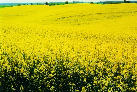 W sprzedaży olej rzepakowy techniczny 2570,00 zł.
