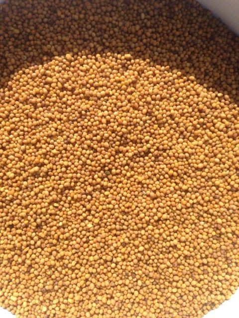 Sprzedawanie czerwone sorgo, musztardowy