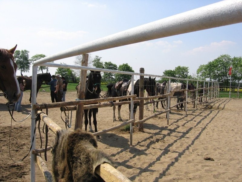 Jazda konna Western, rajdy, nauka jazdy konnej — zdjęcie 2