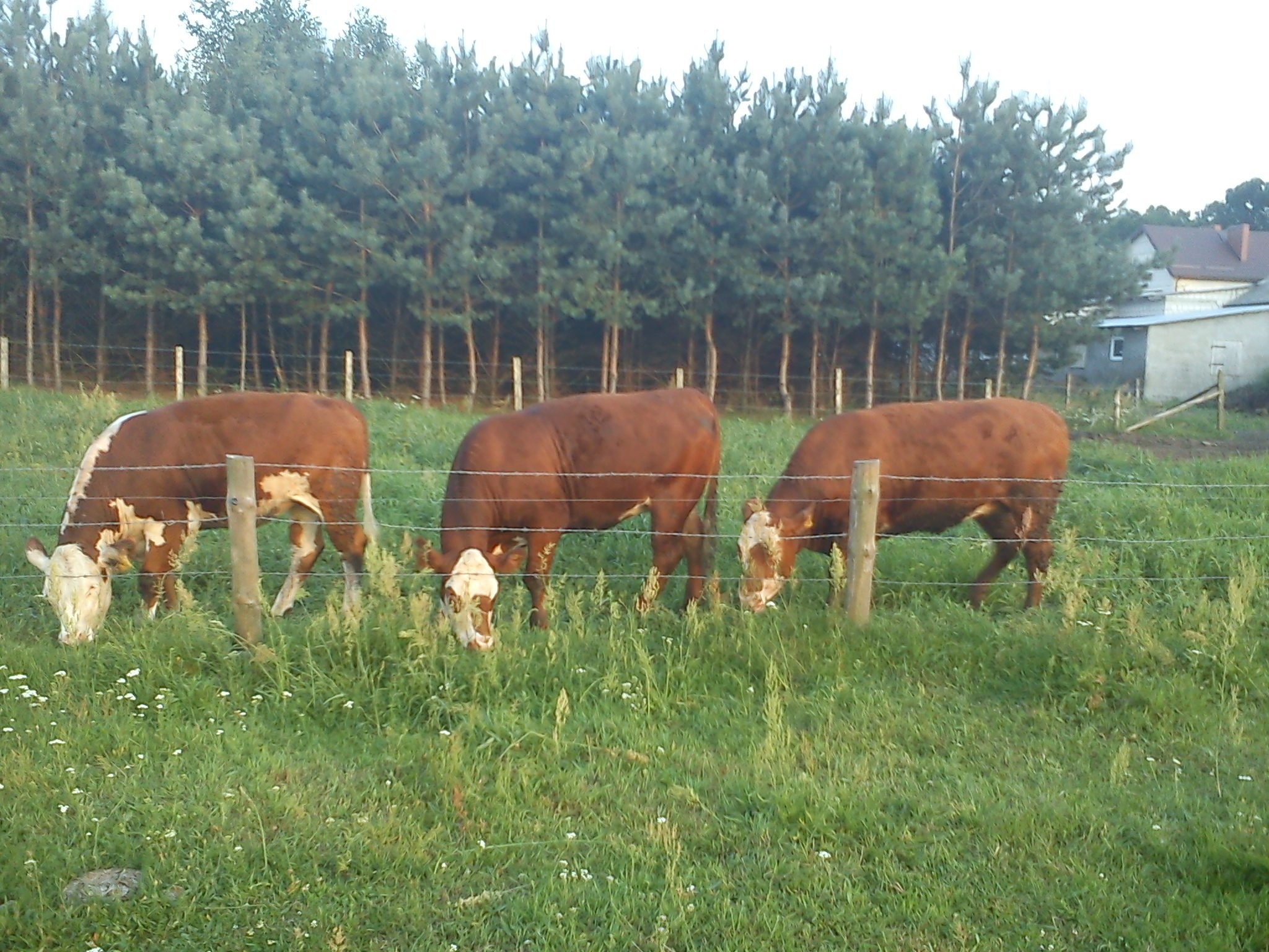 sprzedam jałówki cielne rasa heheford — zdjęcie 1