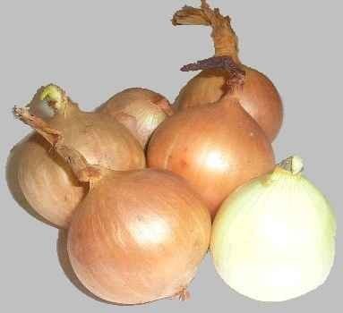 KUPIĘ CEBULE