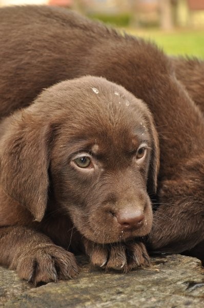 labrador czekoladowy — zdjęcie 2