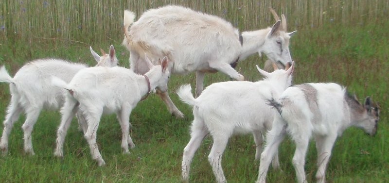 sprzedam dojną kozę z dwoma kózkami
