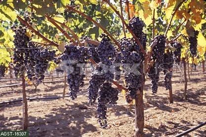 Weinwirtschaft zu verkaufen in Ungarn