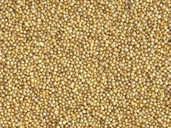 Sprzedam Krokosz, sorgo, rzepik, proso ostropest, gorczyce — zdjęcie 4