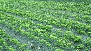 Sadzonki na plantacje choinkowe — zdjęcie 2