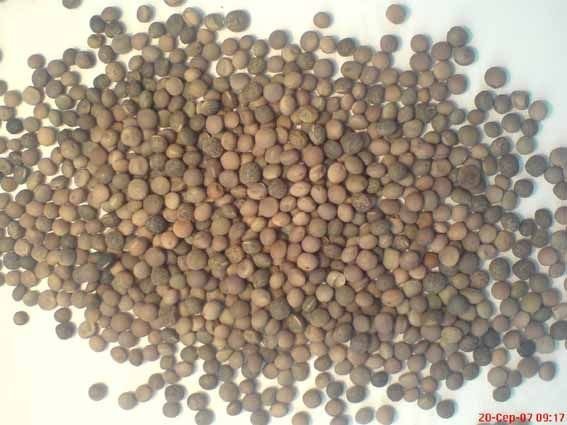Sprzedam wyka, proso, sorgo.