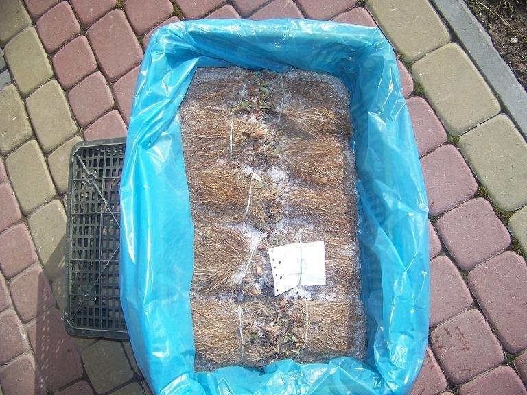 SADZONKI TRUSKAWEK  FRIGO Honeoye  A+ — zdjęcie 4
