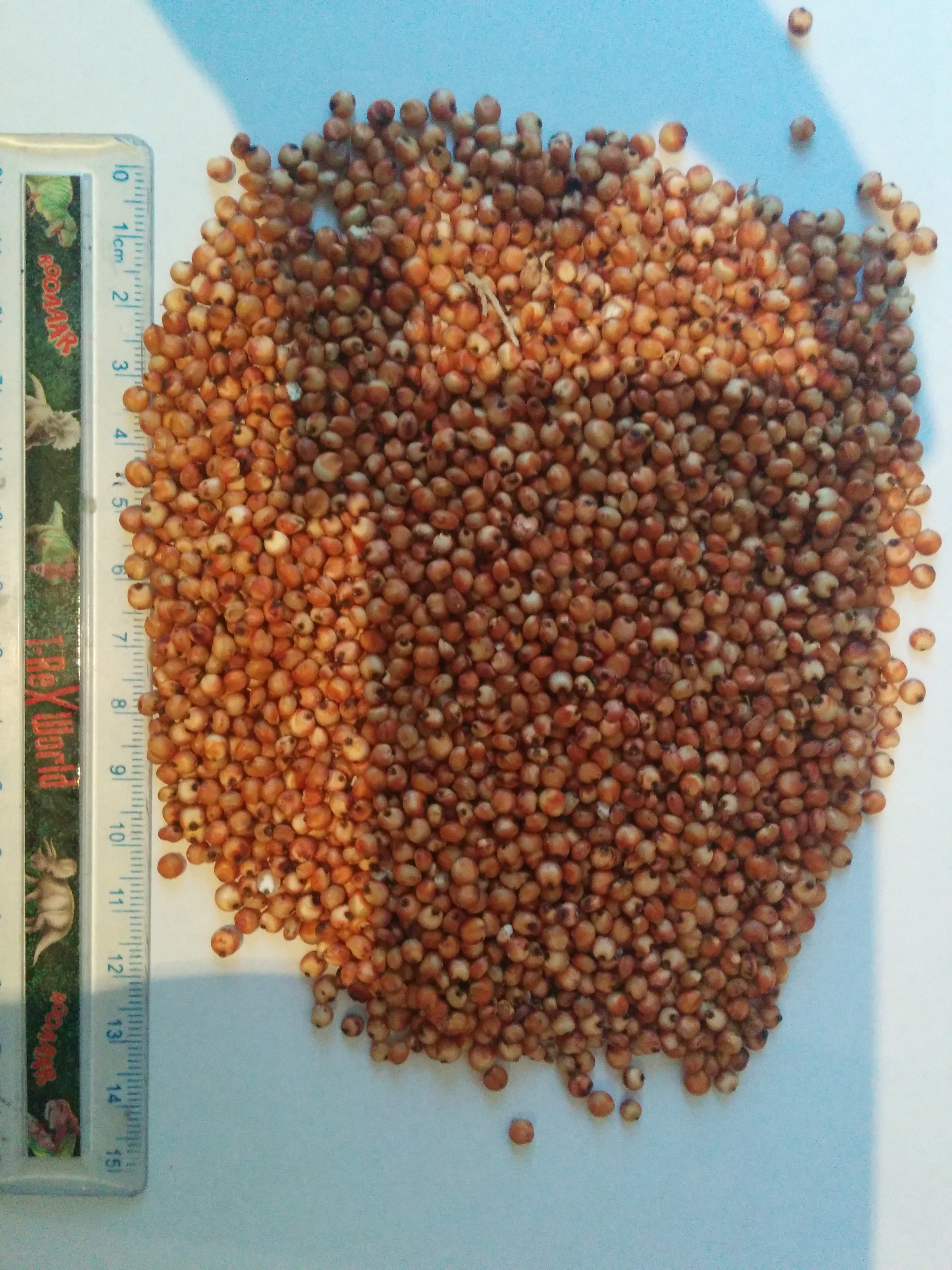 Sorgo czerwone — zdjęcie 1