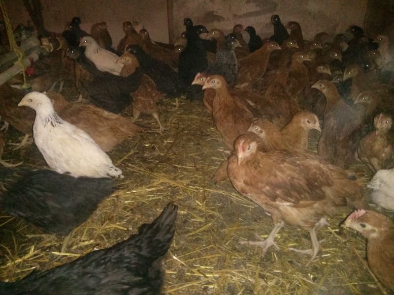 KURY NIOSKI KOKOSZKI OGÓLNOUŻYTKOWE ODCHOWANE — zdjęcie 1