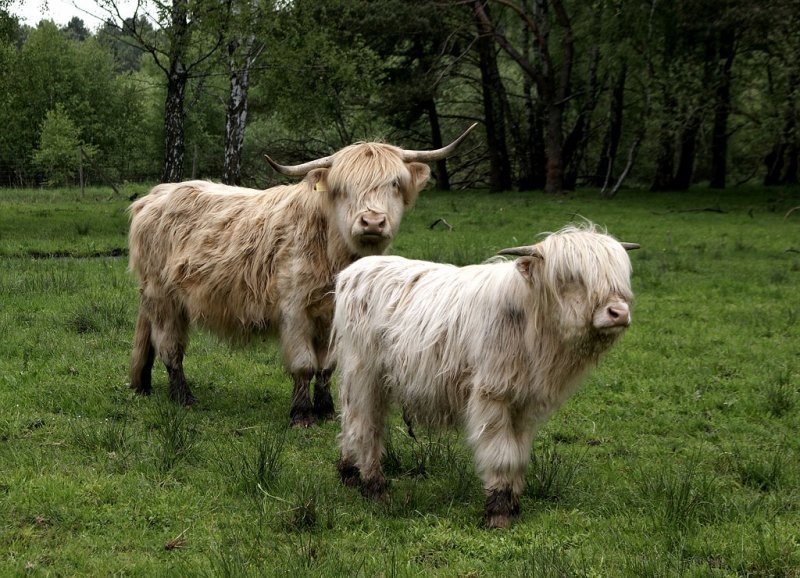 Sprzedam bydło rasy Highland — zdjęcie 2