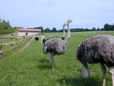 Meierhof für Straussen tz verkaufen in Ungarn