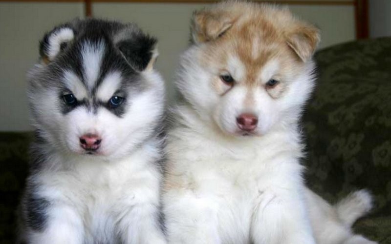 Liebevolle sibirischen Huskey zum Verkauf.