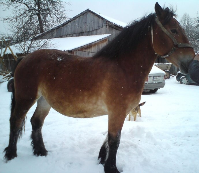 Klacz