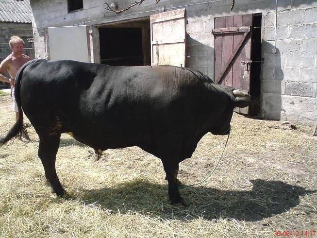 Byk 750kg — zdjęcie 3
