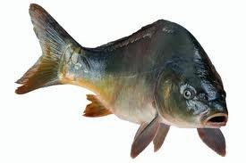 Sprzedam 15 ton Karpia handlowego(1,60-2,5) 8,50z/