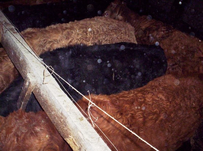 sprzedam 10 mięsnych byczków w wadze 250-300 kg — zdjęcie 3