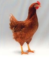 Kurki messa 10 tyg. pilnie sprzedam