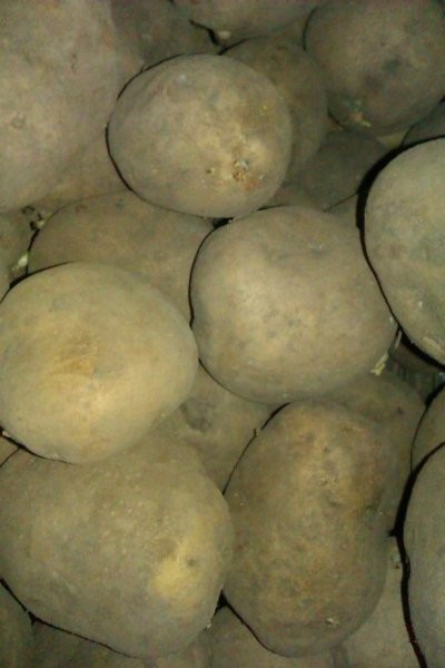 Sprzedam denary ok 10 ton — zdjęcie 2