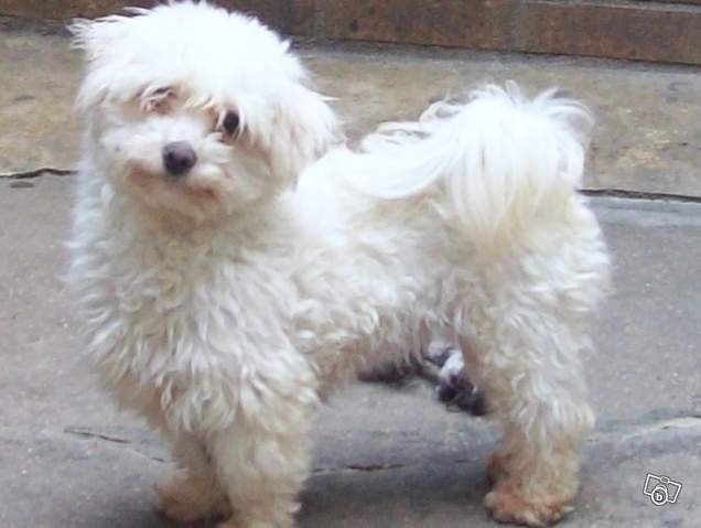 Maltański bichon szczenięta — zdjęcie 2