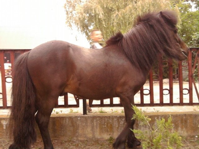 KUC SZETLANDZKI — zdjęcie 1