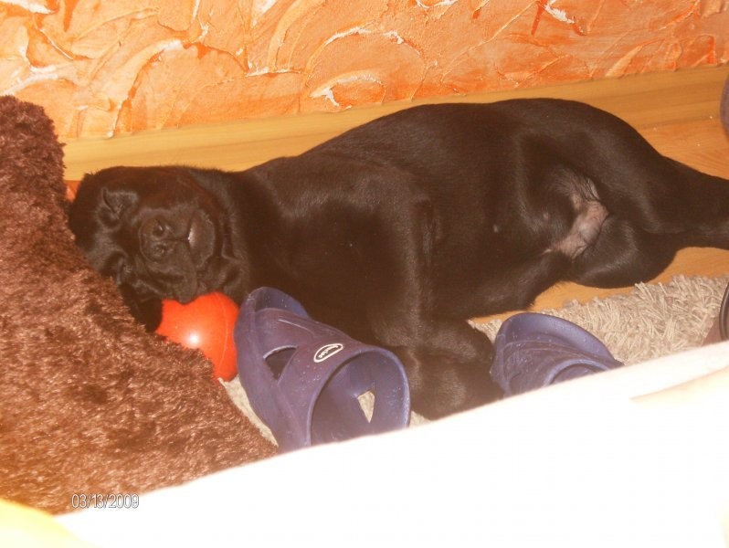 ODDAM LABRADORA - CZARNY - URODZONY 13.12.2008 — zdjęcie 2