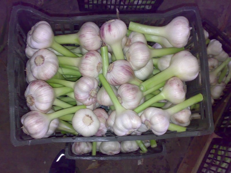 Egyptian onions garlic — zdjęcie 3