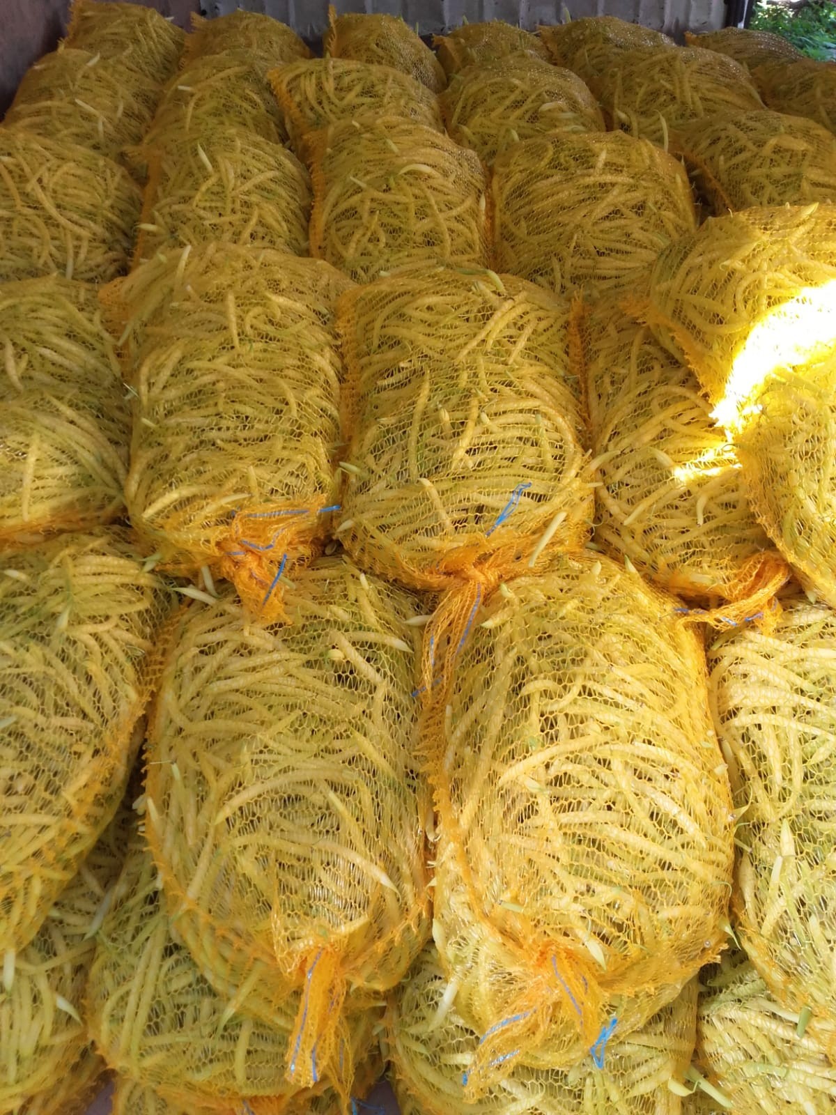 fasolka żółta odmiana Fruidor  — zdjęcie 1