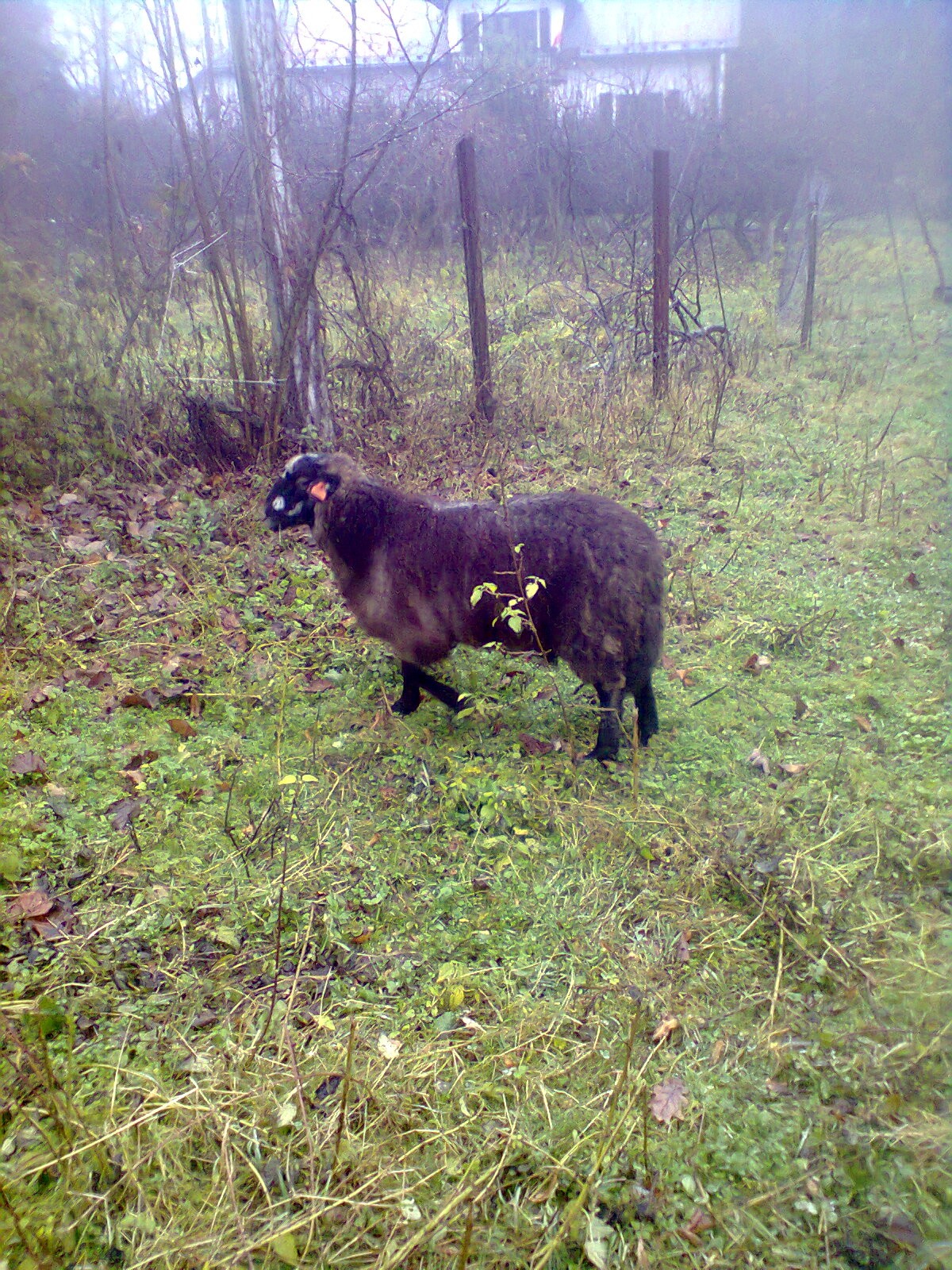 sprzedam barana 
