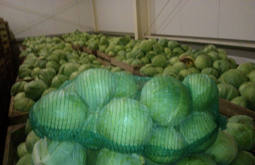 Kapusta biała MARKET/капуста рынок — zdjęcie 1
