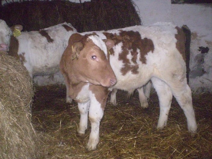 HODOWLA BYDŁA MIĘSNEGO 100 % RASY — zdjęcie 2