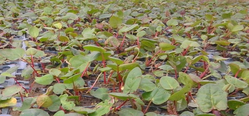 Sprzedam Sadzonki rabarbaru 2012 zamówienia — zdjęcie 1