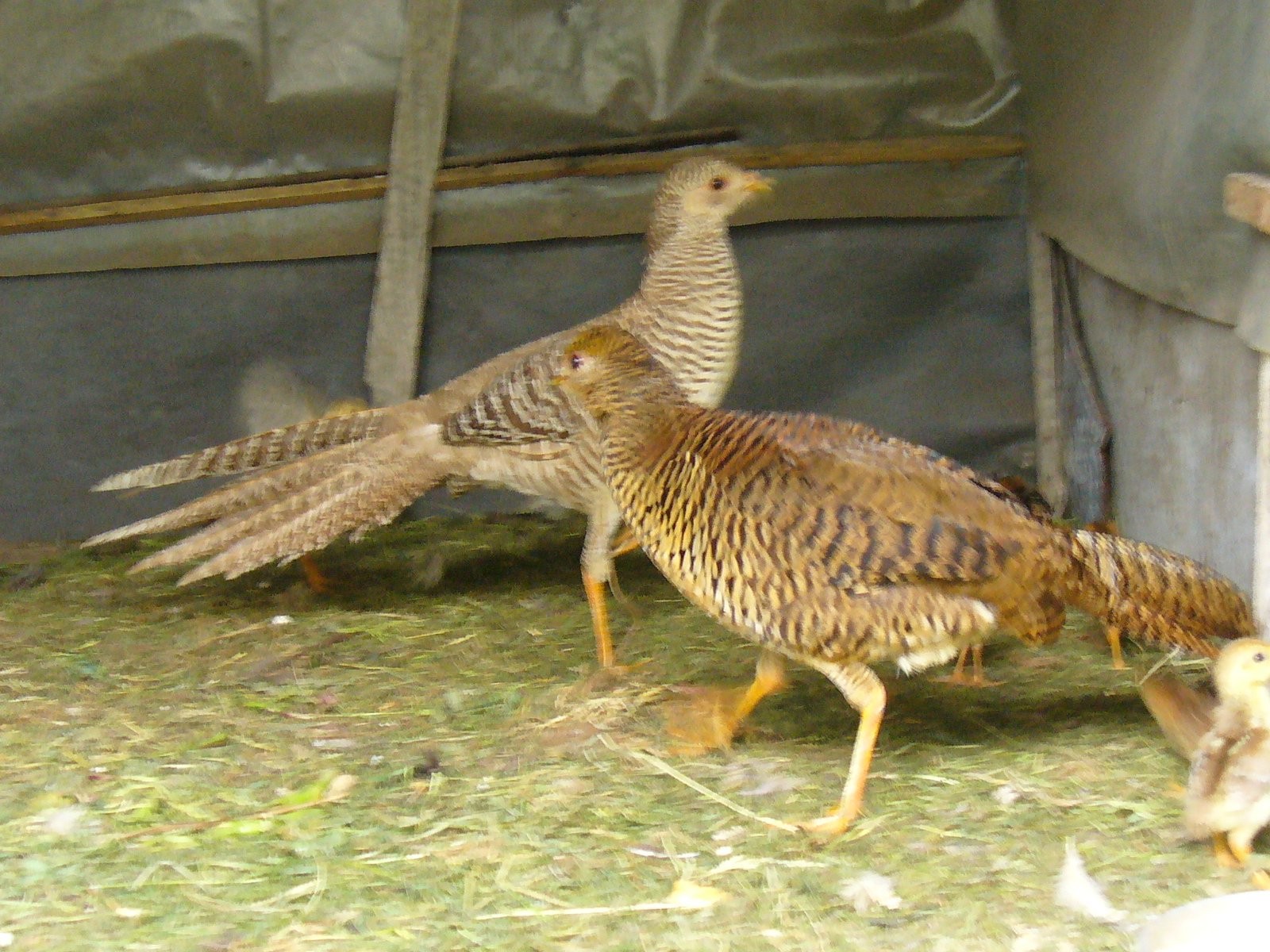 Bażanty