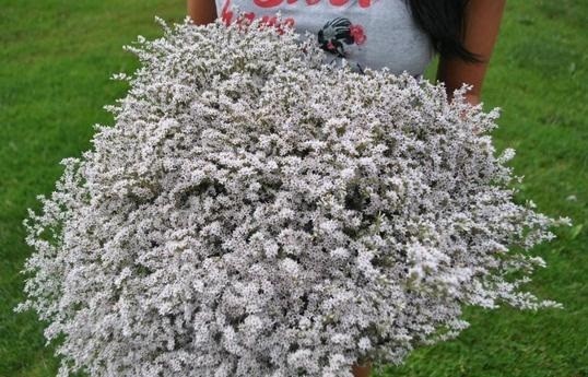 zatrwian tatarski statycja limonium tataricum 2018