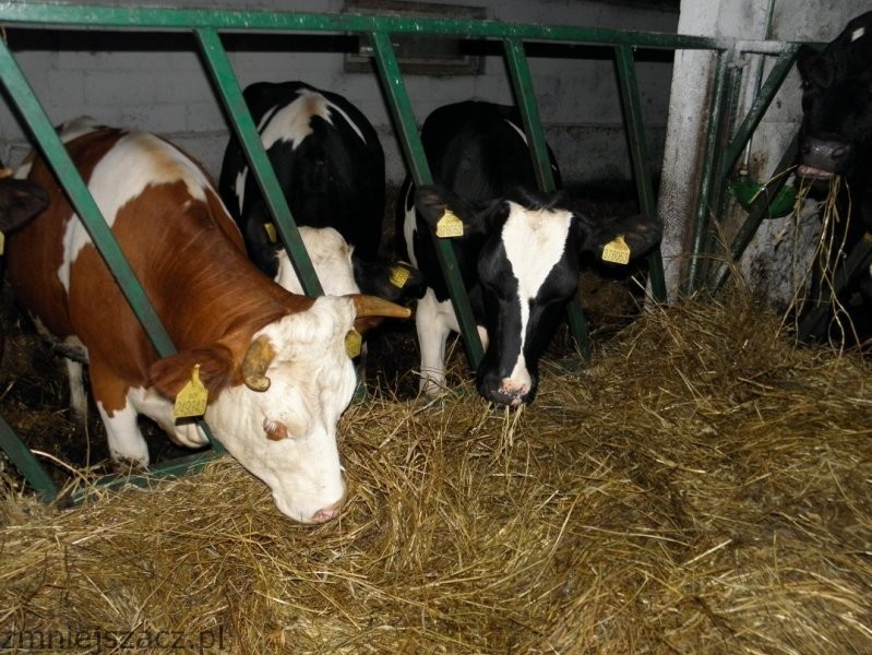 Jałowki Holsztynofryzyjkie i Simmental — zdjęcie 4