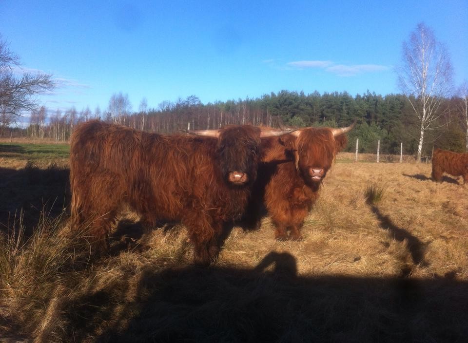 Byk Highland Cattle, szkockie wysokogórksie — zdjęcie 3
