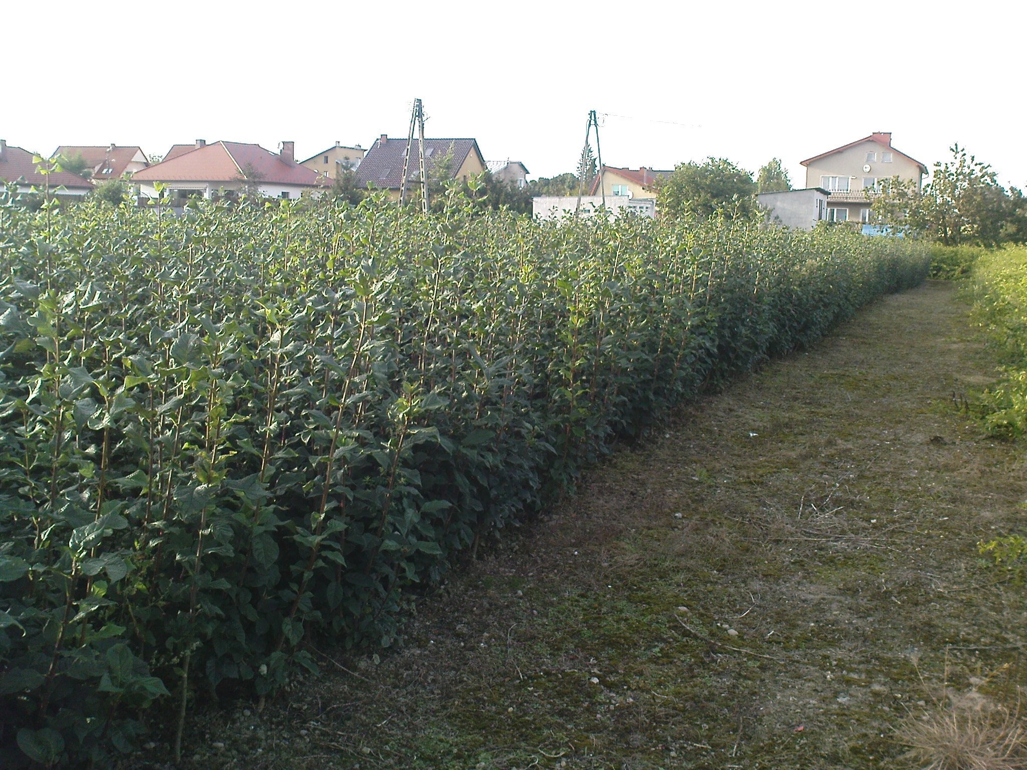 podkładka bez yosikej — zdjęcie 1
