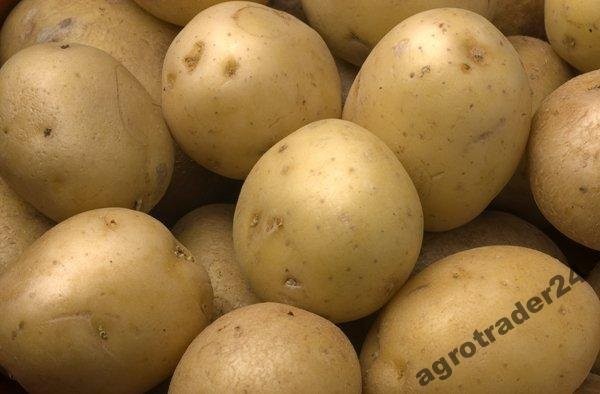 Kupię ziemniaki z fito UE - ilości całopojazdowe