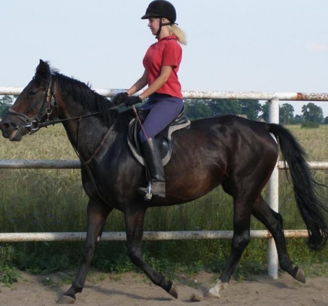 Kon klacz 6 letnia  Wlkp — zdjęcie 1
