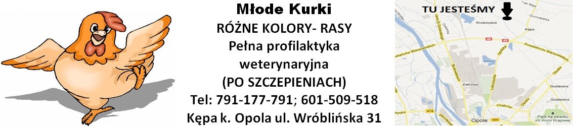 Kury nioski mlode kurki