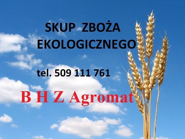 Kupię grykę ekologiczną
