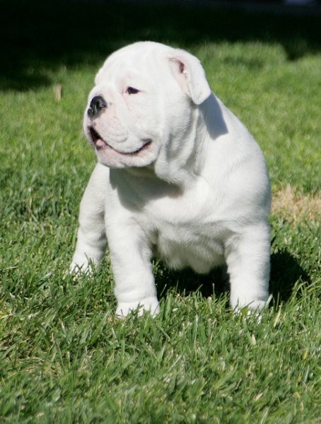Buldog angielski szczenięta do przyjęcia
