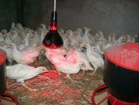 Kurczęta leghorna i innych ras — zdjęcie 1