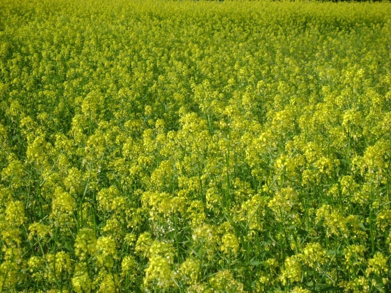 gorczyca - zapylanie