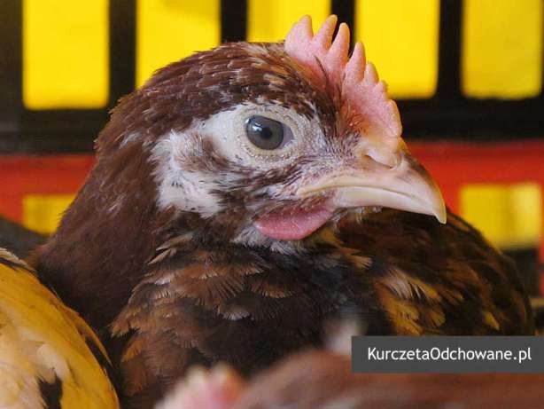 Kurczęta odchowane kury kokoszki Świętokrzyskie Starachowice Mirzec  — zdjęcie 2